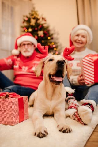 séance photo avec le chien