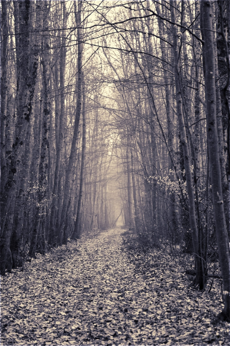 angle foret