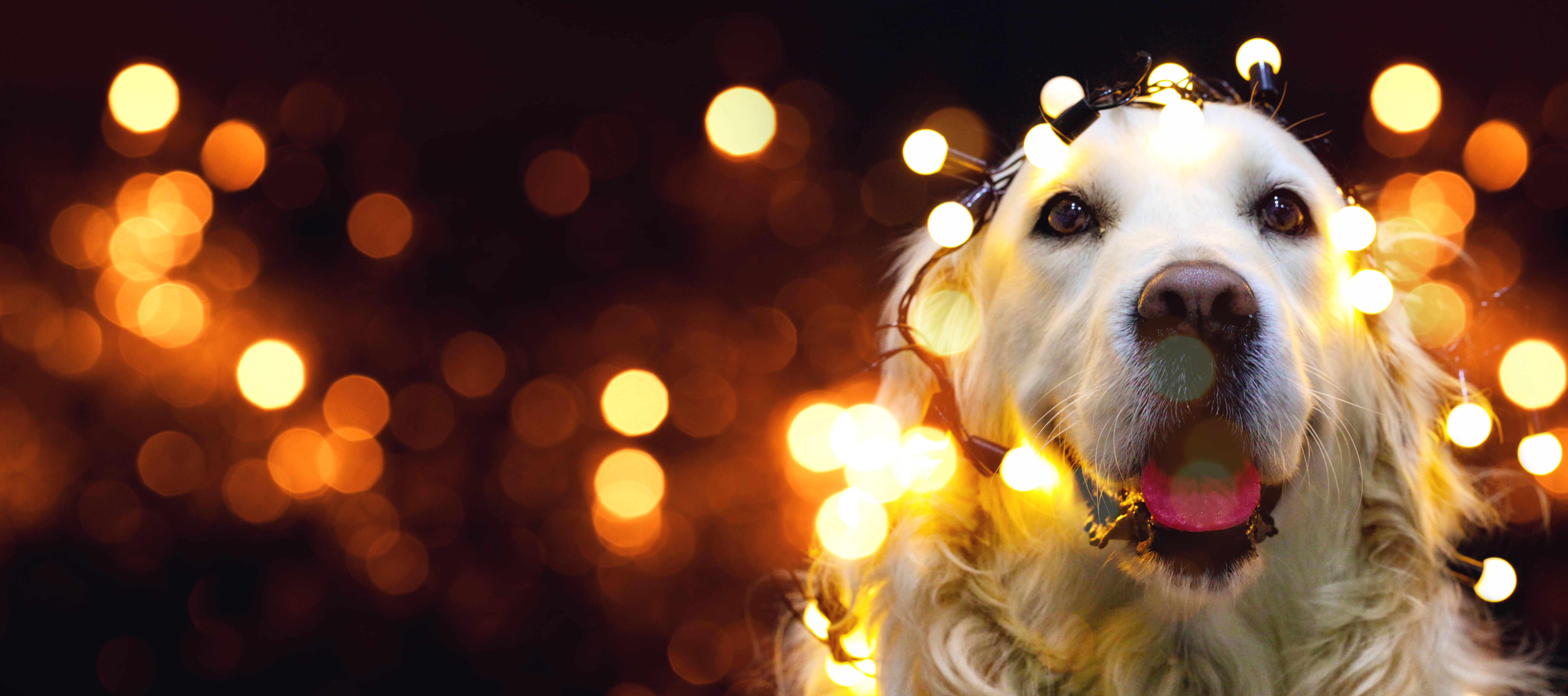 Famille séance photo Noël