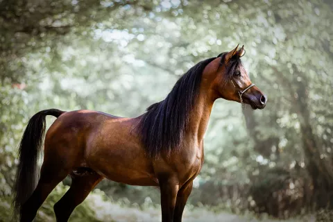 Shooting photo avec un cheval