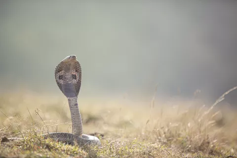 Shooting photo avec un serpent